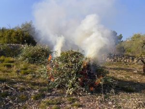Ayuntamiento de Novelda Quemas-web-300x225 Medio Ambiente reactiva los permisos de quemas 