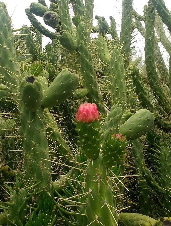 Ayuntamiento de Novelda 01-19 Medi Ambient retira més de 10 tones de cactus Cylindropuntia del llit del riu 
