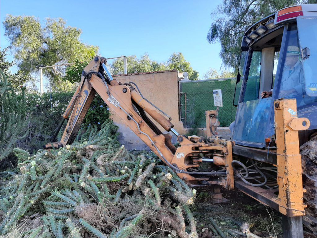 Ayuntamiento de Novelda 02-19-1024x768 Medio Ambiente retira más de 10 toneladas de cactus Cylindropuntia del cauce del río 
