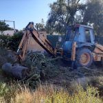 Ayuntamiento de Novelda 03-14-150x150 Medi Ambient retira més de 10 tones de cactus Cylindropuntia del llit del riu 