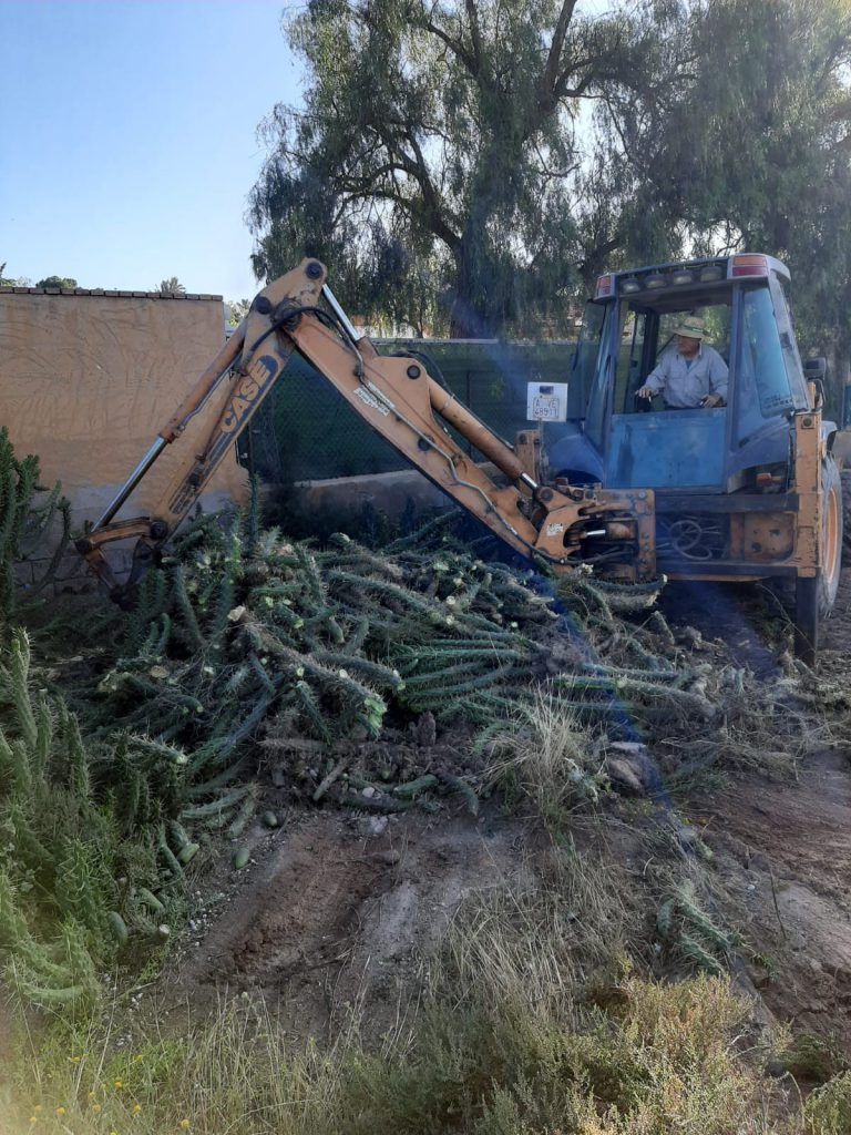 Ayuntamiento de Novelda 04-8-768x1024 Medi Ambient retira més de 10 tones de cactus Cylindropuntia del llit del riu 