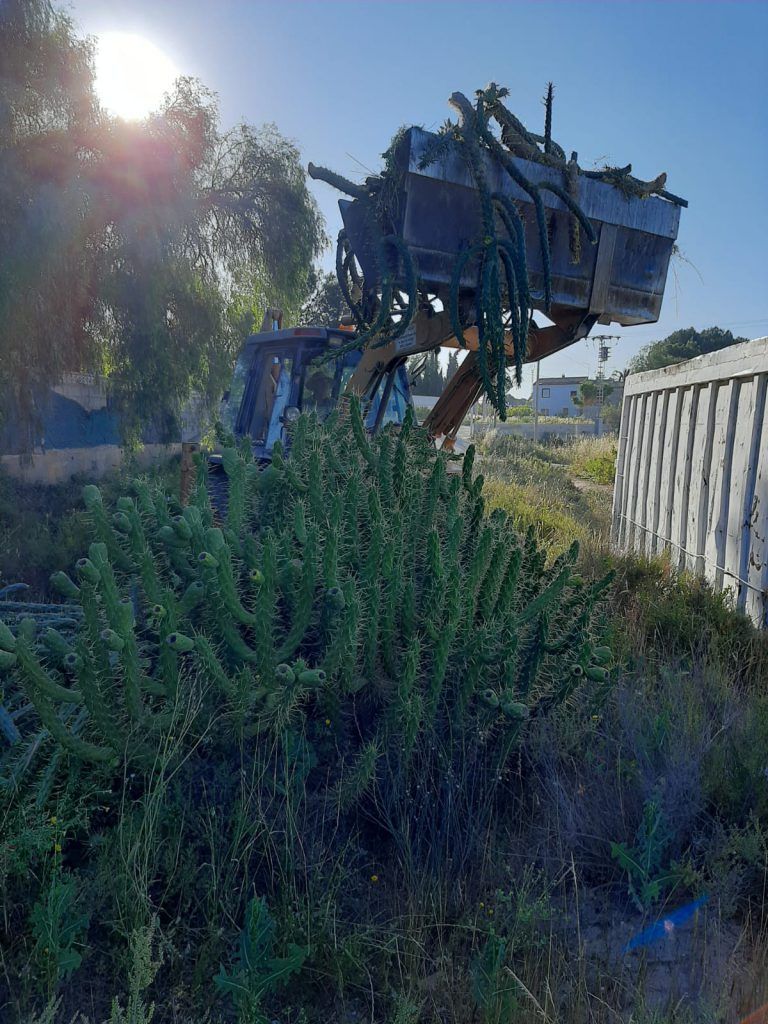 Ayuntamiento de Novelda 05-6-768x1024 Medio Ambiente retira más de 10 toneladas de cactus Cylindropuntia del cauce del río 