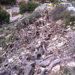 Ayuntamiento de Novelda 06-3-150x150 Medio Ambiente inicia la limpieza de chumberas de la ladera del cerro de La Mola 
