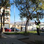 Ayuntamiento de Novelda 03-4-150x150 Se inicia la campaña anual de poda del arbolado municipal 
