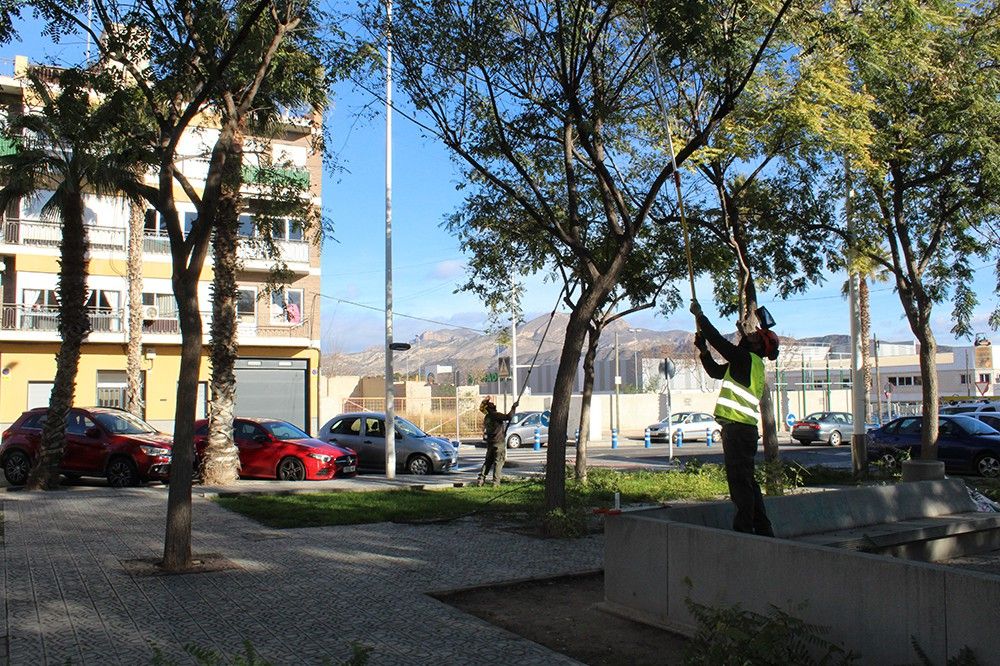 Ayuntamiento de Novelda 03-4 Se inicia la campaña anual de poda del arbolado municipal 