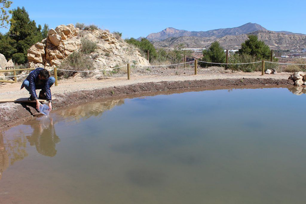 Ayuntamiento de Novelda 06-9-1024x683 Medi Ambient posa en marxa una nova bassa per al Fartet en la pedrera de la Mola 