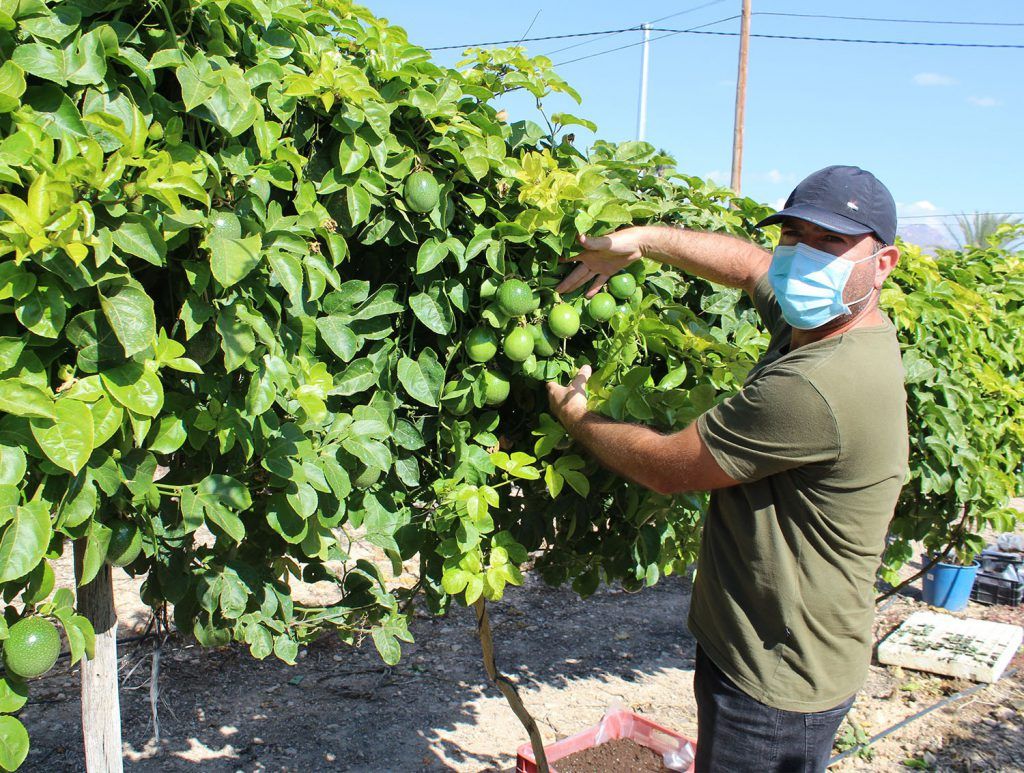 Ayuntamiento de Novelda 02-6-1024x773 El alcalde visita una plantación local de frutas tropicales 