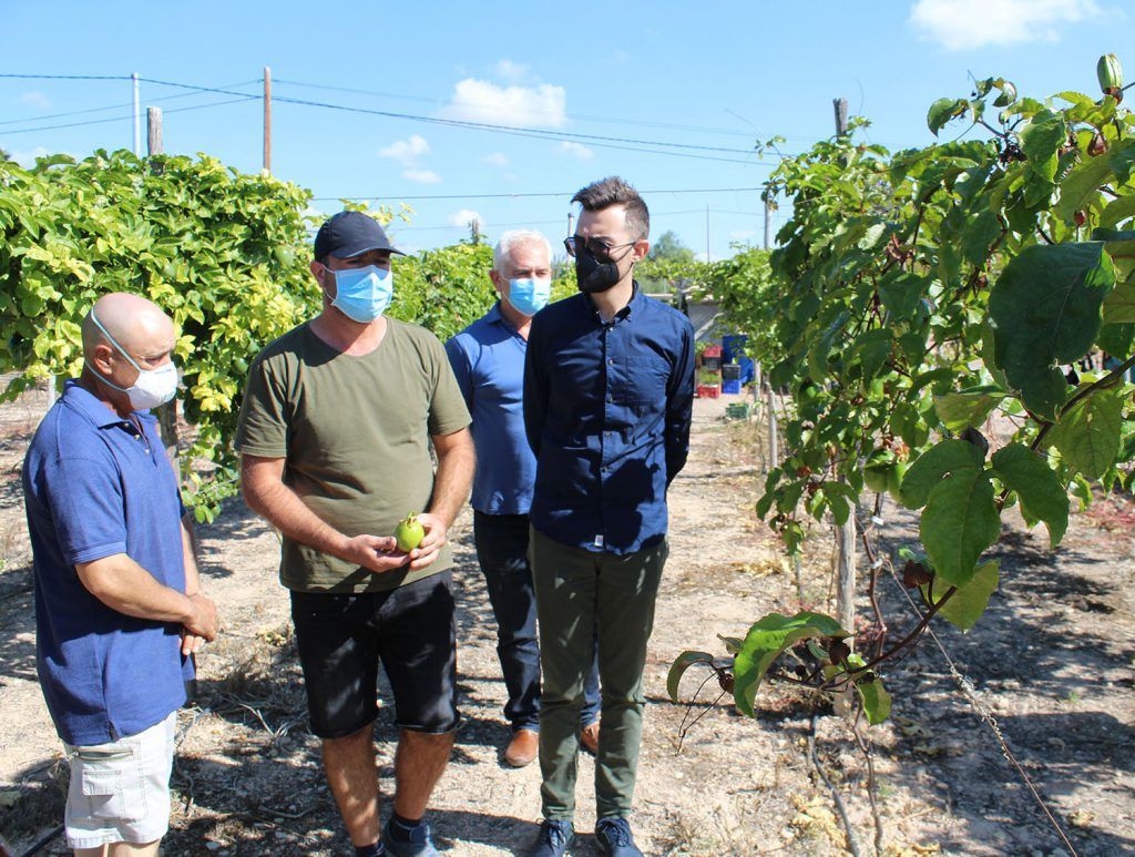 Ayuntamiento de Novelda 03-4-1024x773 El alcalde visita una plantación local de frutas tropicales 