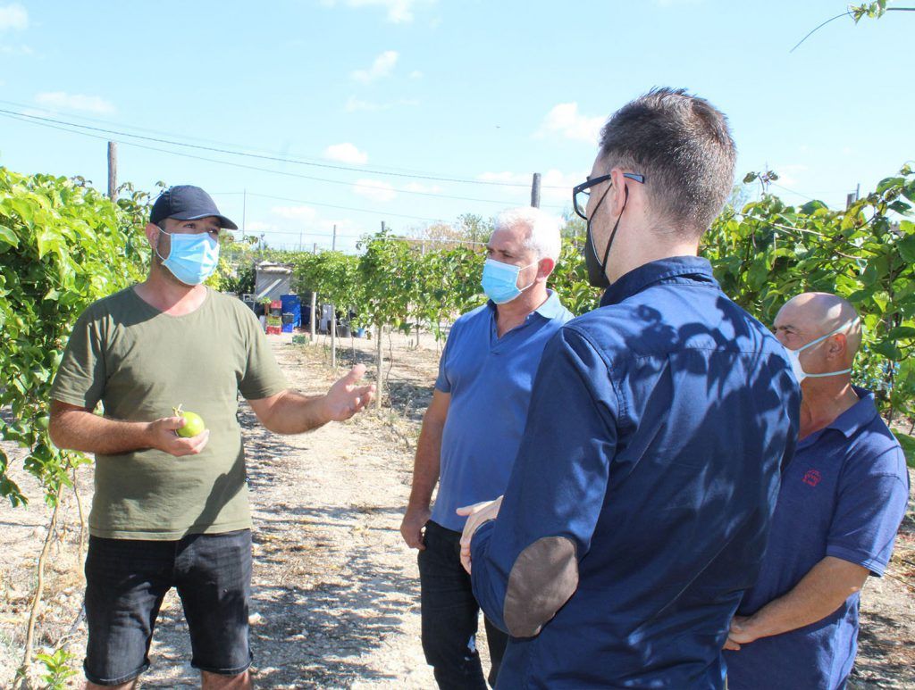 Ayuntamiento de Novelda 05-4-1024x773 El alcalde visita una plantación local de frutas tropicales 