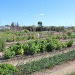 Ayuntamiento de Novelda 04-1-150x150 Els horts ecològics reben una subvenció de Diputació per a la millora d'instal·lacions 