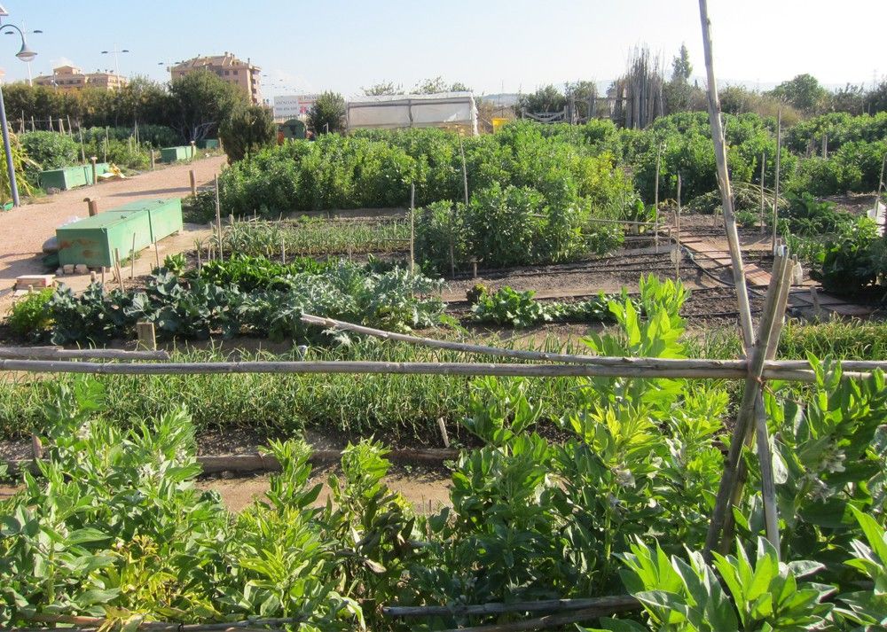 Ayuntamiento de Novelda huertos-mini Medi Ambient realitza el sorteig de les parcel·les dels Horts Ecològics Municipals 