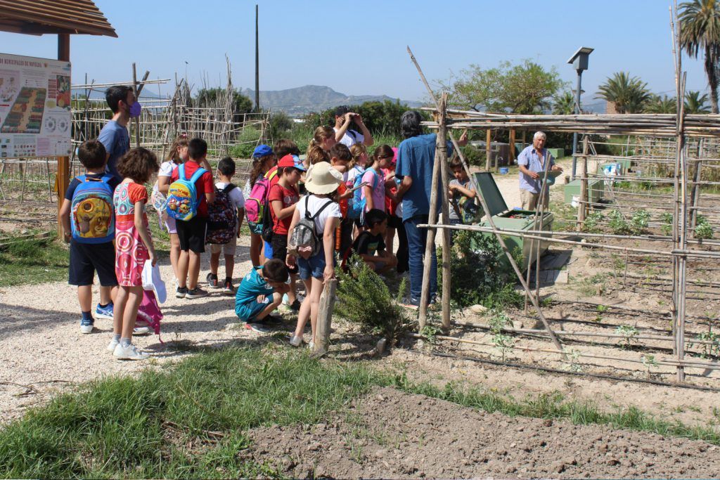 Ayuntamiento de Novelda 05-huertos-ecológicos-1024x683 Els horts ecològics reben la visita dels escolars noveldenses 