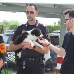 Ayuntamiento de Novelda Unidad-canina-1-150x150 La Policia Local crea la Unitat Canina per a la detecció de drogues 