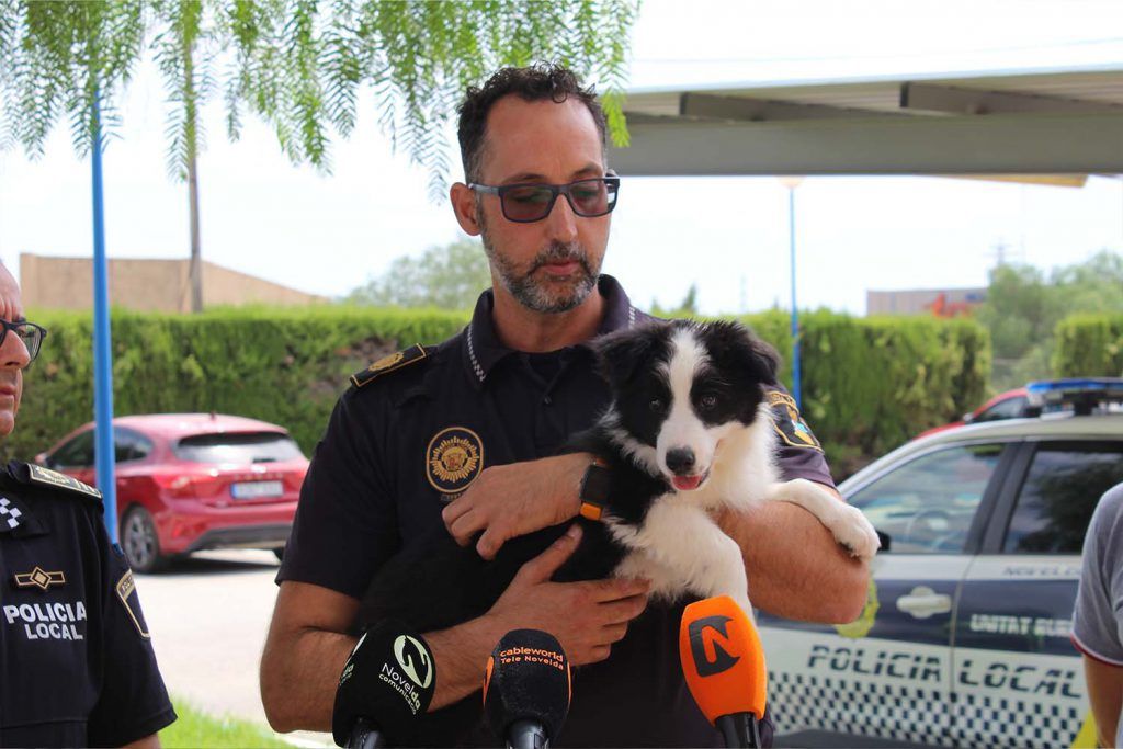 Ayuntamiento de Novelda Unidad-canina-2-1024x683 La Policia Local crea la Unitat Canina per a la detecció de drogues 