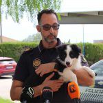 Ayuntamiento de Novelda Unidad-canina-2-150x150 La Policia Local crea la Unitat Canina per a la detecció de drogues 