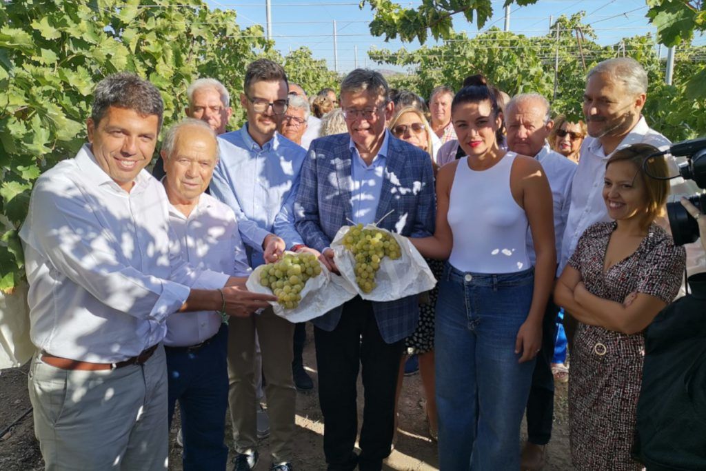 Ayuntamiento de Novelda 01-campaña-uva-1024x683 Arranca la campaña de la uva de mesa embolsada del Vinalopó 