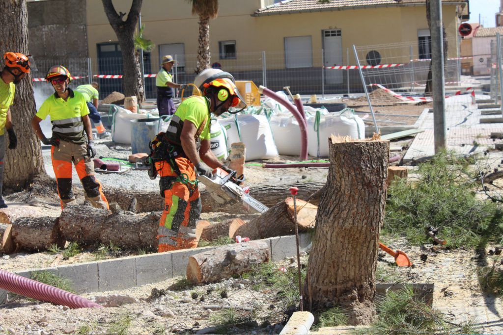 Ayuntamiento de Novelda 02-talas-pinos-1-1024x683 Els pins talats en la plaça de Sant Lázaro seran substituïts per 15 exemplars de diferents espècies 