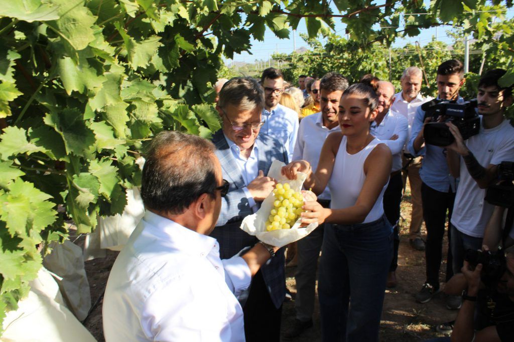 Ayuntamiento de Novelda 18-campaña-uva-1024x683 Arranca la campaña de la uva de mesa embolsada del Vinalopó 