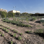 Ayuntamiento de Novelda 02-Huerto-ecologico-150x150 Els Horts Ecològics Municipals reben una subvenció de Diputació per a la millora d'instal·lacions 
