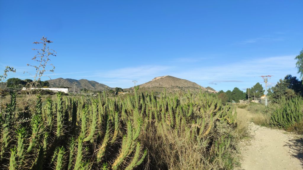 Ayuntamiento de Novelda Cactus-1024x576 Medio Ambiente vuelve a actuar contra el cactus invasor Cylindropuntia 