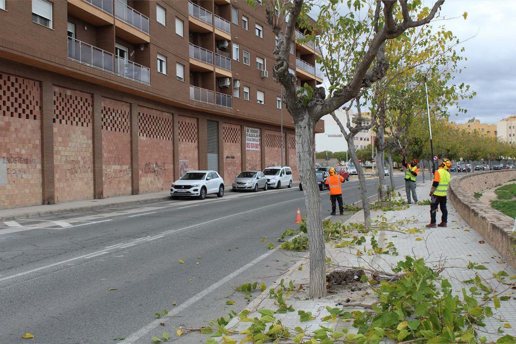 Ayuntamiento de Novelda poda-1-1024x683 Medi Ambient posa en marxa la campanya de poda anual 