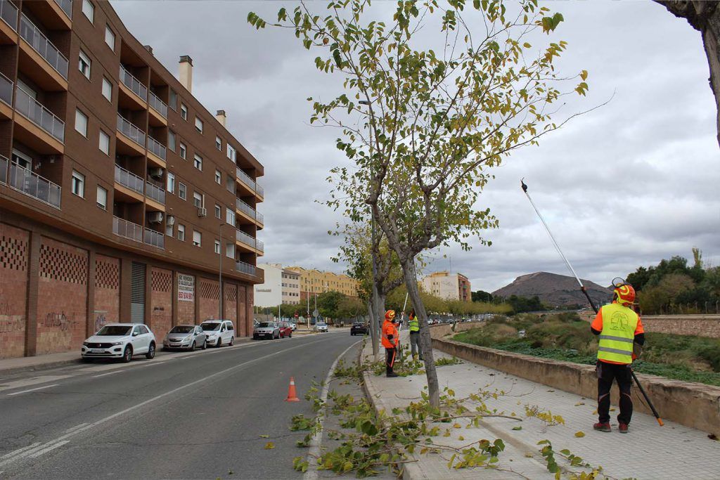 Ayuntamiento de Novelda poda-2-1024x683 Medio Ambiente pone en marcha la campaña de poda anual 