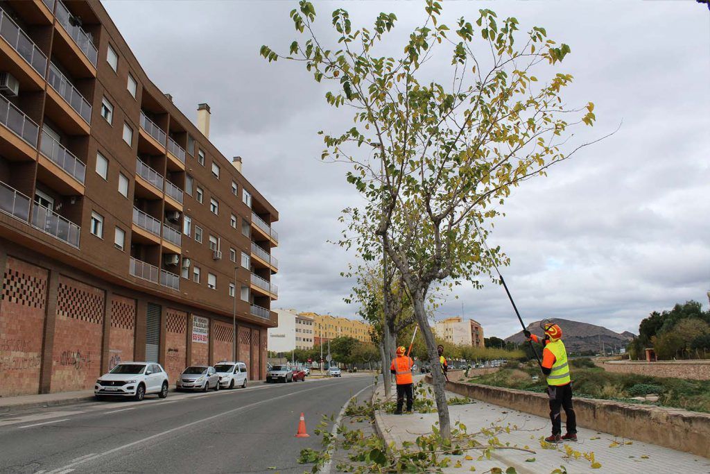 Ayuntamiento de Novelda poda-3-1024x683 Medio Ambiente pone en marcha la campaña de poda anual 