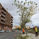 Ayuntamiento de Novelda poda-3-150x150 Medi Ambient posa en marxa la campanya de poda anual 