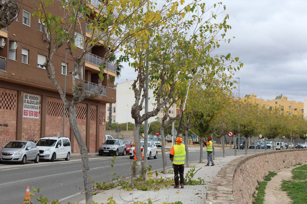 Ayuntamiento de Novelda poda-5-1024x683 Medio Ambiente pone en marcha la campaña de poda anual 