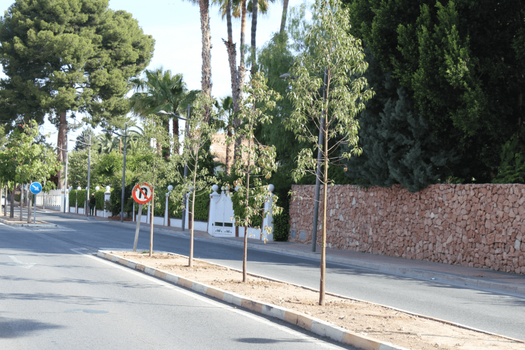 Ayuntamiento de Novelda 02-Árboles-Paseo-Molinos-1024x683 Quinze nous arbres per al Passeig dels Molins 