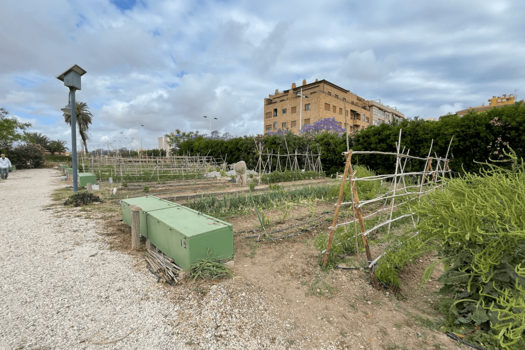 Ayuntamiento de Novelda 02-Huertos-1024x683 Els horts ecològics reben la visita dels escolars noveldenses 