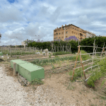 Ayuntamiento de Novelda 02-Huertos-150x150 Els horts ecològics reben la visita dels escolars noveldenses 
