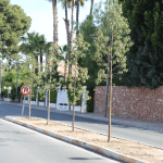 Ayuntamiento de Novelda 02-Árboles-Paseo-Molinos-150x150 Quinze nous arbres per al Passeig dels Molins 
