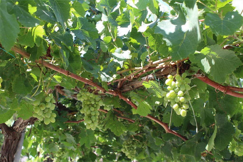 Ayuntamiento de Novelda uva-1-1024x683 Agricultura lleva a cabo el tradicional embolsado de las uvas de las parras de Juan XXIII 