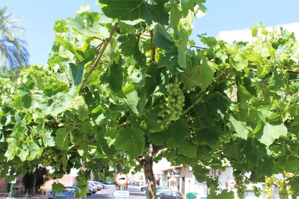 Ayuntamiento de Novelda uva-1024x683 Agricultura lleva a cabo el tradicional embolsado de las uvas de las parras de Juan XXIII 