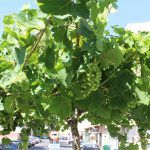 Ayuntamiento de Novelda uva-150x150 Agricultura lleva a cabo el tradicional embolsado de las uvas de las parras de Juan XXIII 