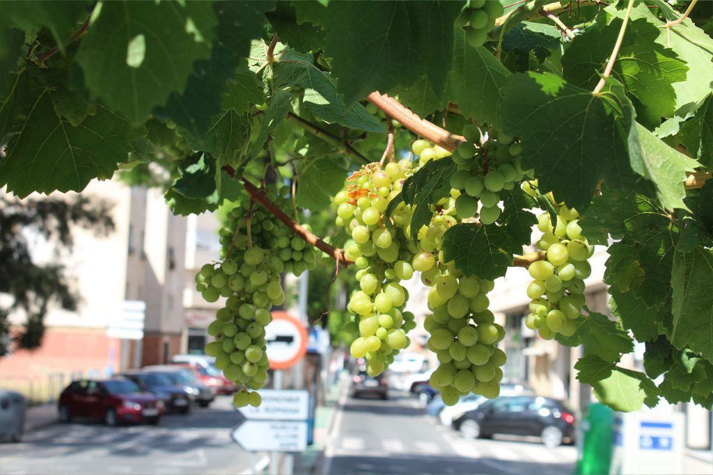 Ayuntamiento de Novelda uva-2-1024x683 Agricultura lleva a cabo el tradicional embolsado de las uvas de las parras de Juan XXIII 