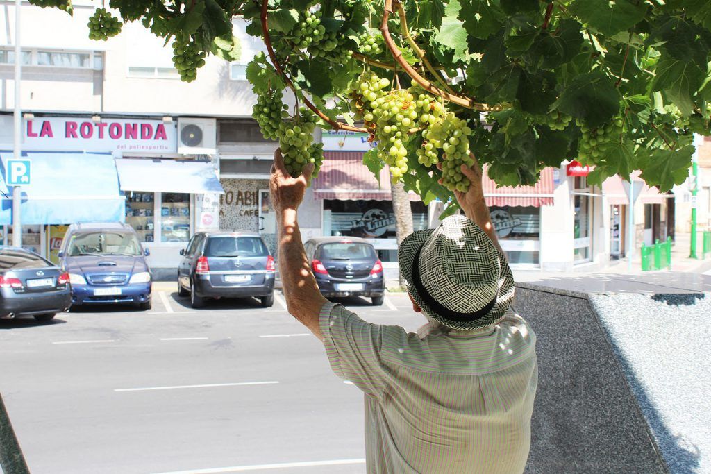 Ayuntamiento de Novelda uva-3-1024x683 Agricultura lleva a cabo el tradicional embolsado de las uvas de las parras de Juan XXIII 
