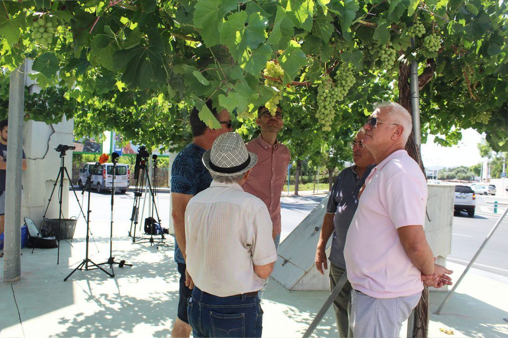 Ayuntamiento de Novelda uva-4-1024x683 Agricultura lleva a cabo el tradicional embolsado de las uvas de las parras de Juan XXIII 
