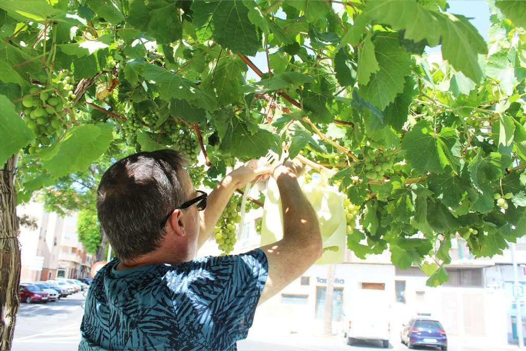 Ayuntamiento de Novelda uva-6-1024x683 Agricultura lleva a cabo el tradicional embolsado de las uvas de las parras de Juan XXIII 