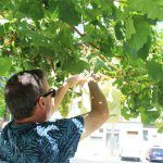 Ayuntamiento de Novelda uva-6-150x150 Agricultura lleva a cabo el tradicional embolsado de las uvas de las parras de Juan XXIII 