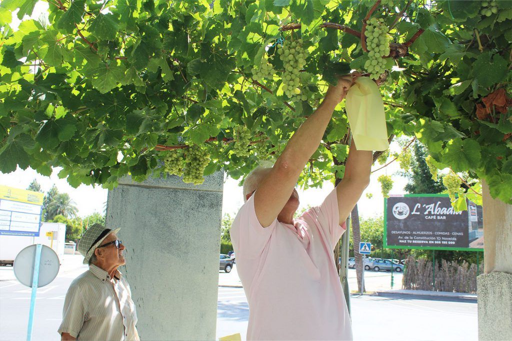 Ayuntamiento de Novelda uva-7-1024x683 Agricultura lleva a cabo el tradicional embolsado de las uvas de las parras de Juan XXIII 