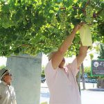 Ayuntamiento de Novelda uva-7-150x150 Agricultura lleva a cabo el tradicional embolsado de las uvas de las parras de Juan XXIII 