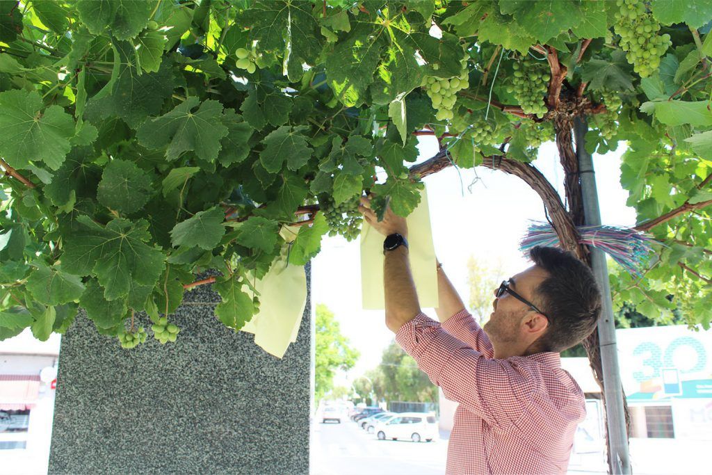 Ayuntamiento de Novelda uva-8-1024x683 Agricultura lleva a cabo el tradicional embolsado de las uvas de las parras de Juan XXIII 