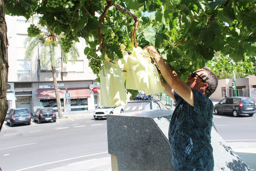 Ayuntamiento de Novelda uva-9-1024x683 Agricultura lleva a cabo el tradicional embolsado de las uvas de las parras de Juan XXIII 