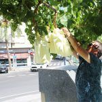 Ayuntamiento de Novelda uva-9-150x150 Agricultura lleva a cabo el tradicional embolsado de las uvas de las parras de Juan XXIII 