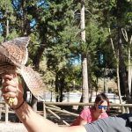 Ayuntamiento de Novelda anillamiento-1-150x150 El Parque del Oeste acoge una jornada de anillamiento de aves 