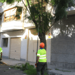 Ayuntamiento de Novelda poda-150x150 Medi Ambient posa en marxa la campanya anual de poda 