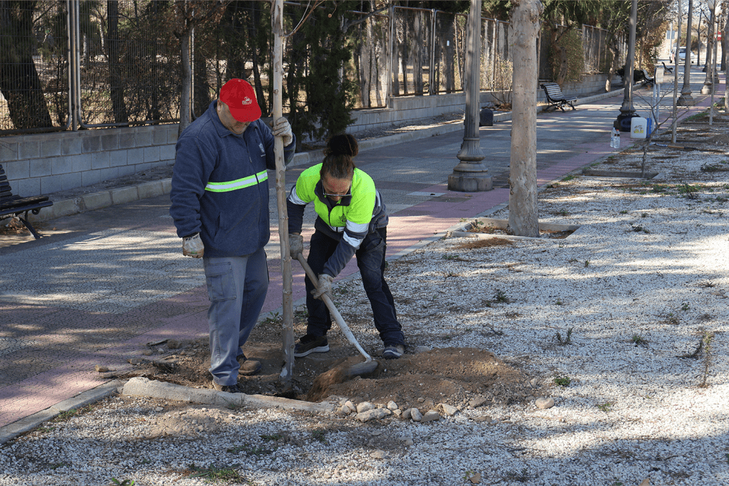 Ayuntamiento de Novelda Plantación-arbolado-7-1024x683 Medio Ambiente inicia una nueva campaña de plantación de arbolado urbano 