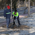 Ayuntamiento de Novelda Plantación-arbolado-7-150x150 Medi Ambient inicia una nova campanya de plantació d'arbratge urbà 